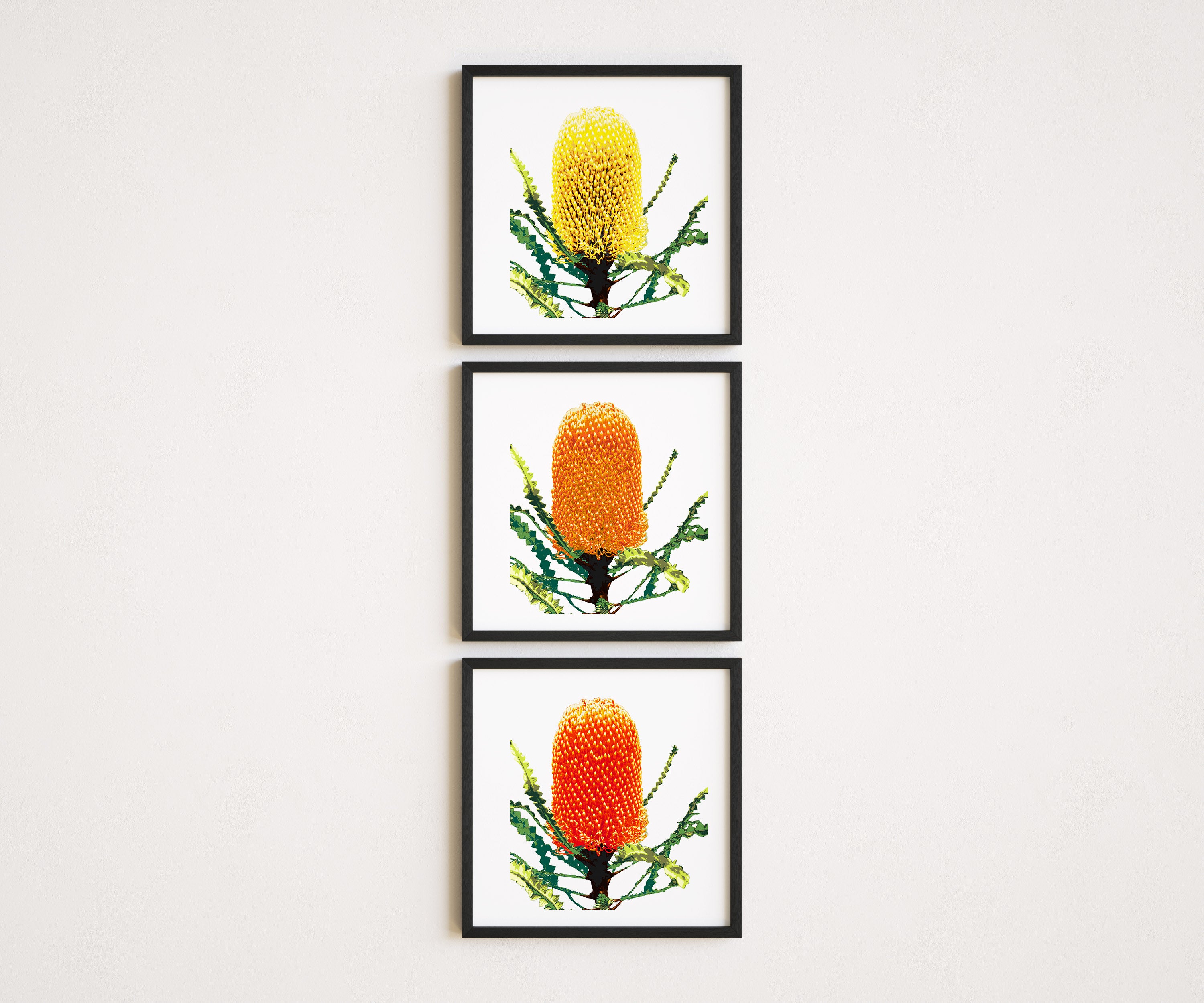 Banksia (Trio) Print