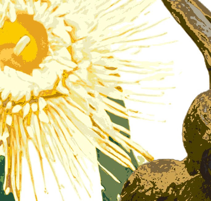 Eucalypt (Golden Haze) Print