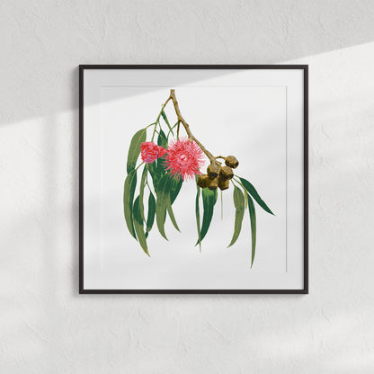 Eucalypt (Ash Bloom) Print
