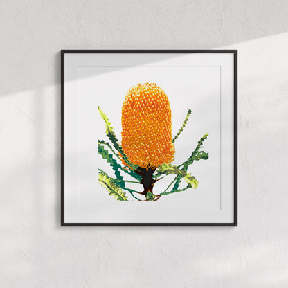 Banksia (Sunset Flame) Print