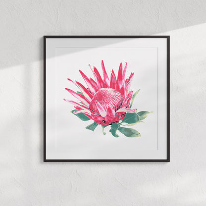 Protea (Soft Bloom) Print