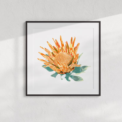 Protea (Ember Glow) Print