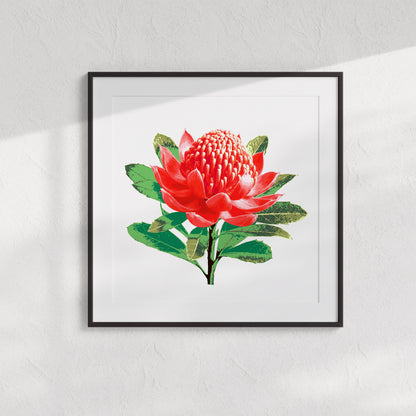 Waratah (Ember Bloom) Print