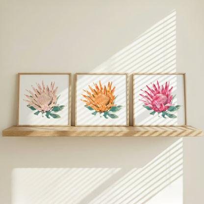 Protea (Trio) Print