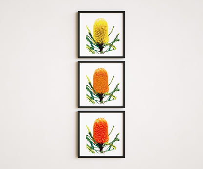 Banksia (Trio) Print