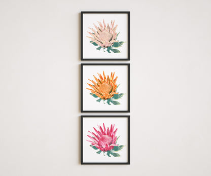 Protea (Trio) Print