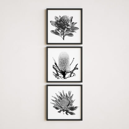 Tonal (Trio) Print