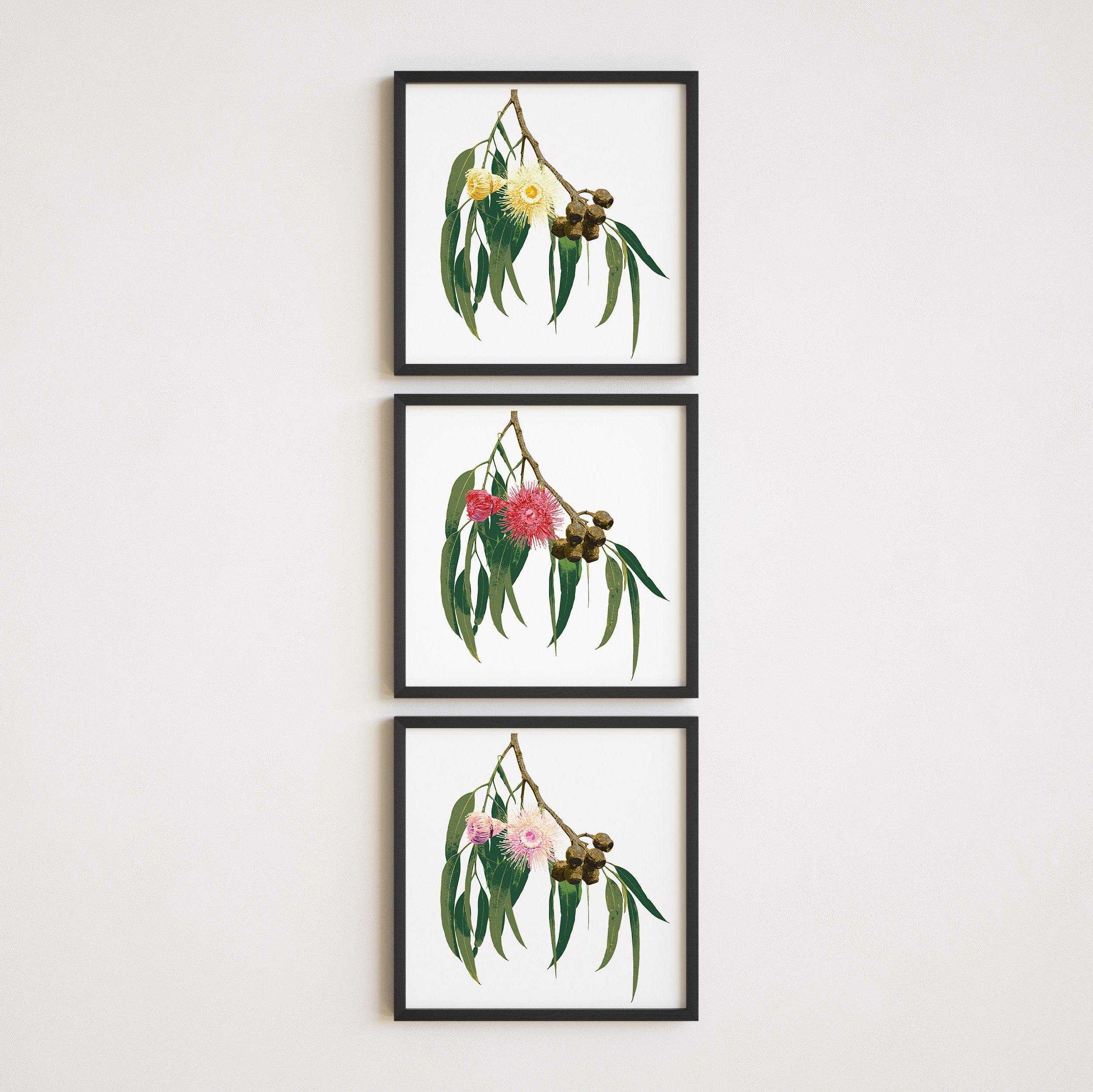Three framed prints of eucalyptus leaves and flowers on a white wall.
