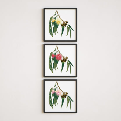 Three framed prints of eucalyptus leaves and flowers on a white wall.