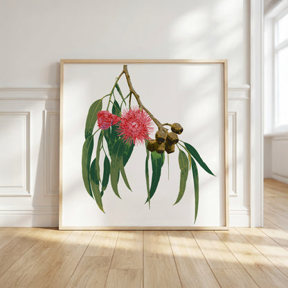Eucalypt (Ash Bloom) Print