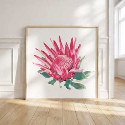 Protea (Soft Bloom) Print