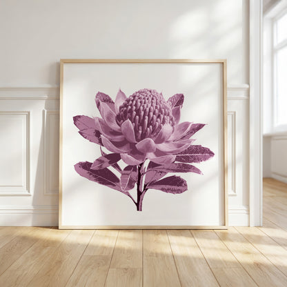 Waratah (Dusty Plum) Print