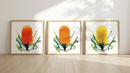 Banksia (Trio) Print