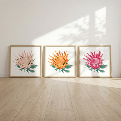 Protea (Trio) Print