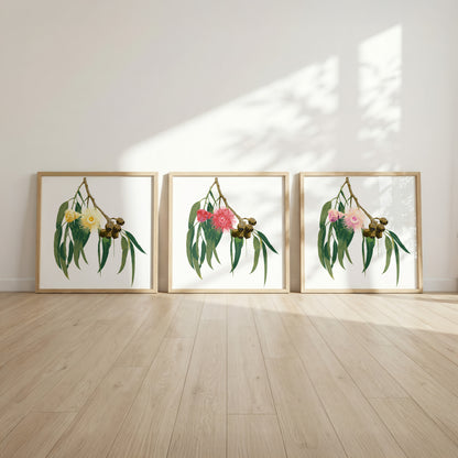 Eucalypt (Trio) Print