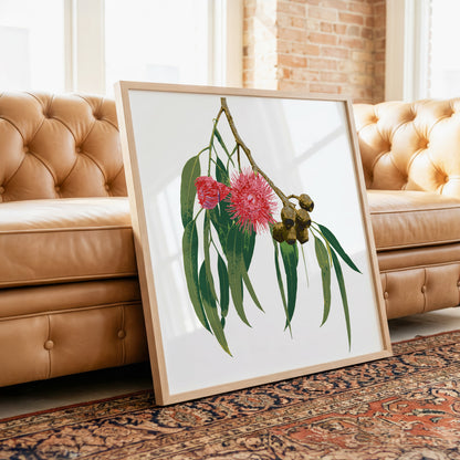 Eucalypt (Ash Bloom) Print