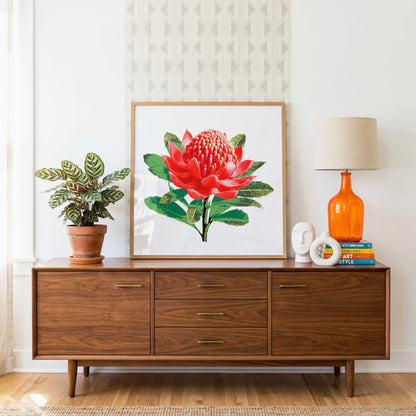 Waratah (Ember Bloom) Print