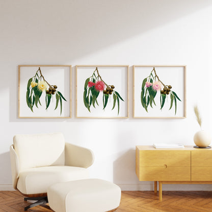 Eucalypt (Trio) Print