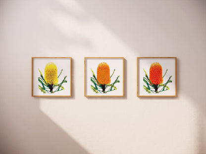 Banksia (Trio) Print