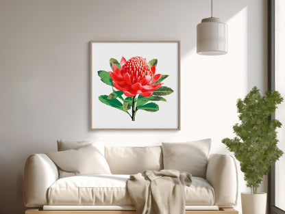 Waratah (Ember Bloom) Print