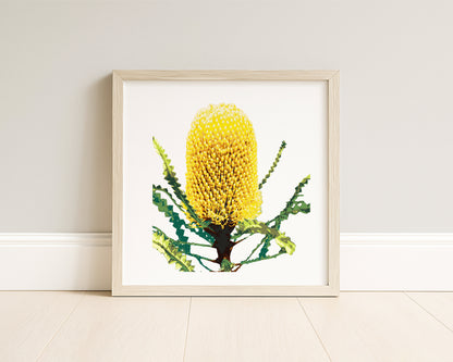 Banksia (Coastal Gold) Botanica Mini™ Print (20x20cm)