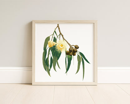 Eucalypt (Golden Haze) Botanica Mini™ Print (20x20cm)