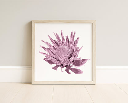Protea (Dusty Plum) Botanica Mini™ Print (20x20cm)