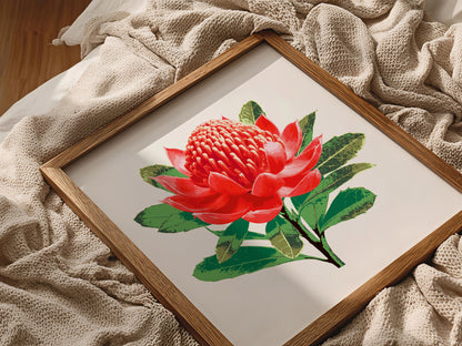 Waratah (Ember Bloom) Botanica Mini™ Print (20x20cm)