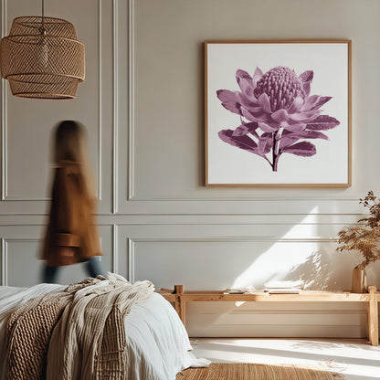 Waratah (Dusty Plum) Print