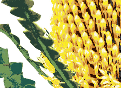 Banksia (Coastal Gold) Botanica Mini™ Print (20x20cm)