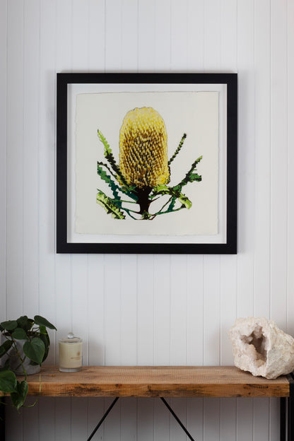 Banksia (Framed Original)