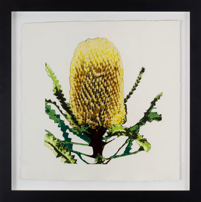 Banksia (Framed Original)